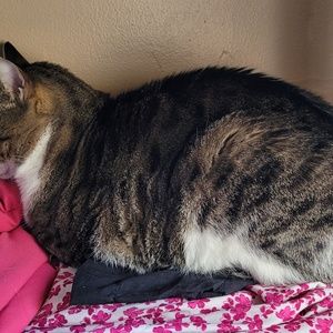 Meet your Posher, Joan